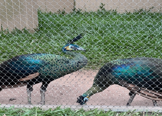 2mm Stainless Steel 316 Rope Mesh for Zoo Enclosures 20-200mm