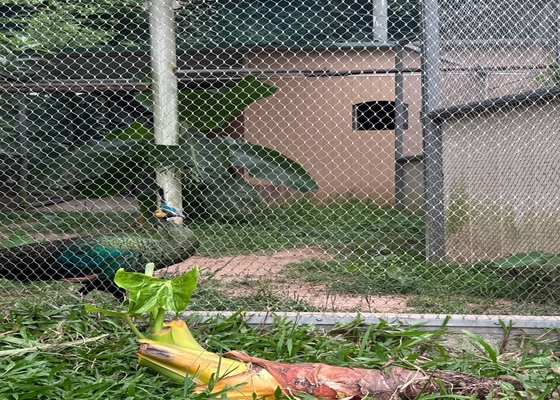 High Strength 2mm Diameter Wire Rope Mesh For Safe Zoo Animal Enclosures