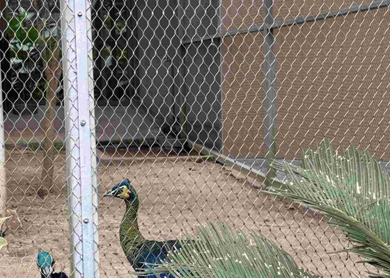 Stainless Steel 316 Rope Mesh Netting with Ferrule Connections for Zoo Animal Birds